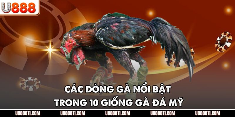 Các dòng gà nổi bật trong 10 giống gà đá Mỹ