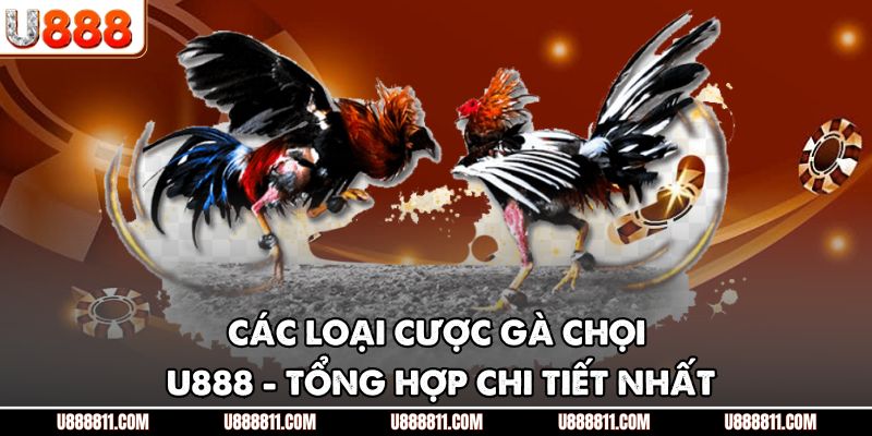 Các Loại Cược Gà Chọi U888 - Tổng Hợp Chi Tiết Nhất