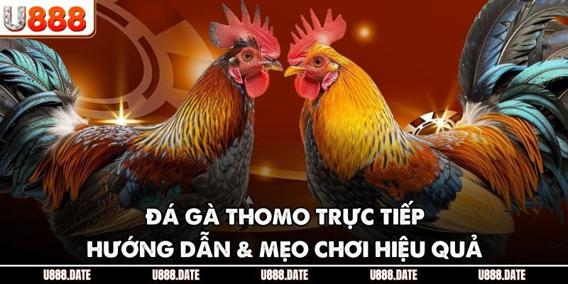 Đá Gà Thomo Trực Tiếp | Hướng Dẫn & Mẹo Chơi Hiệu Quả